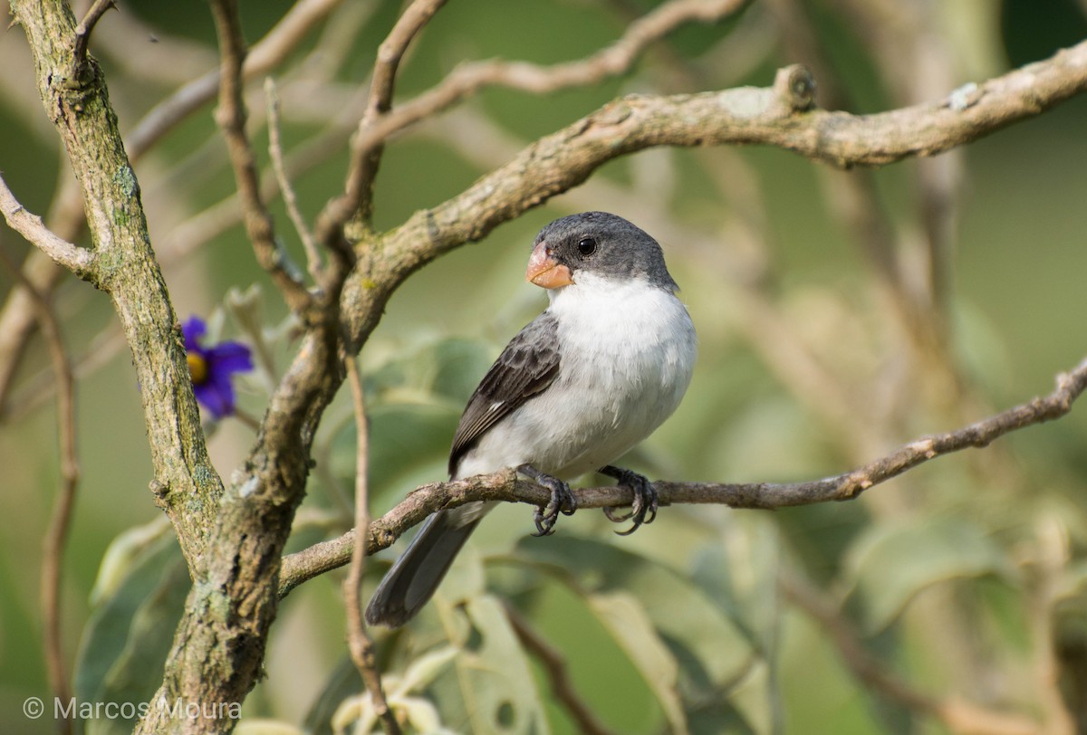 White-bellied Seedeater - ML140952141