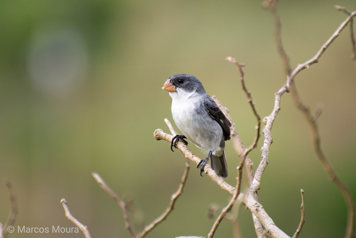 White-bellied Seedeater - Marcos Moura