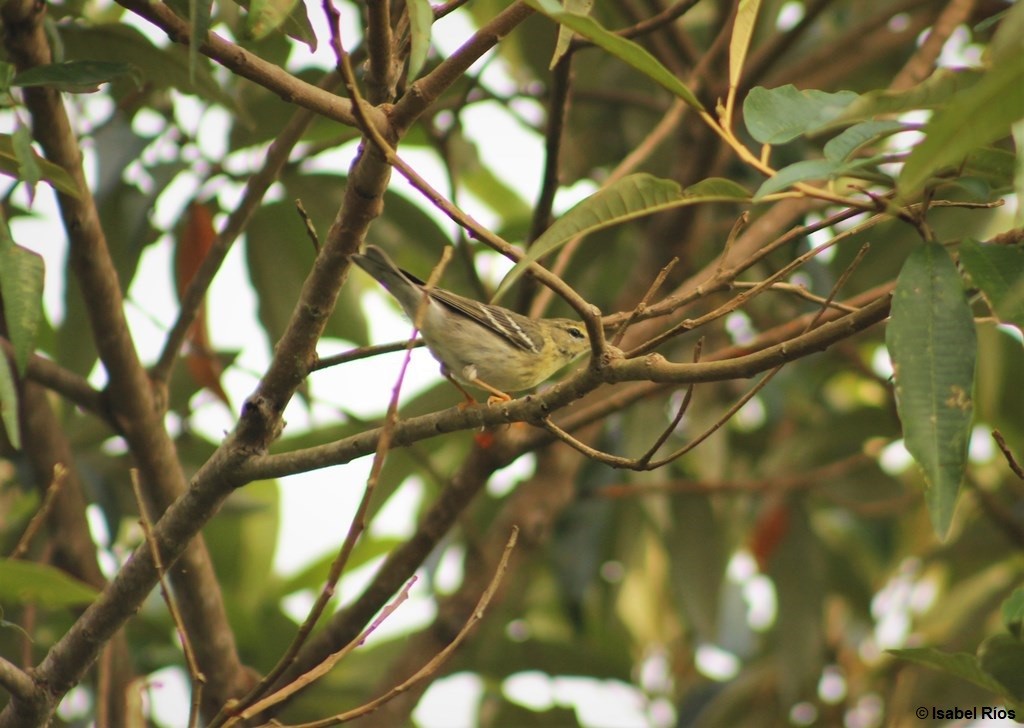 Blackpoll Warbler - Julio C. Tello - Ikam Expeditions