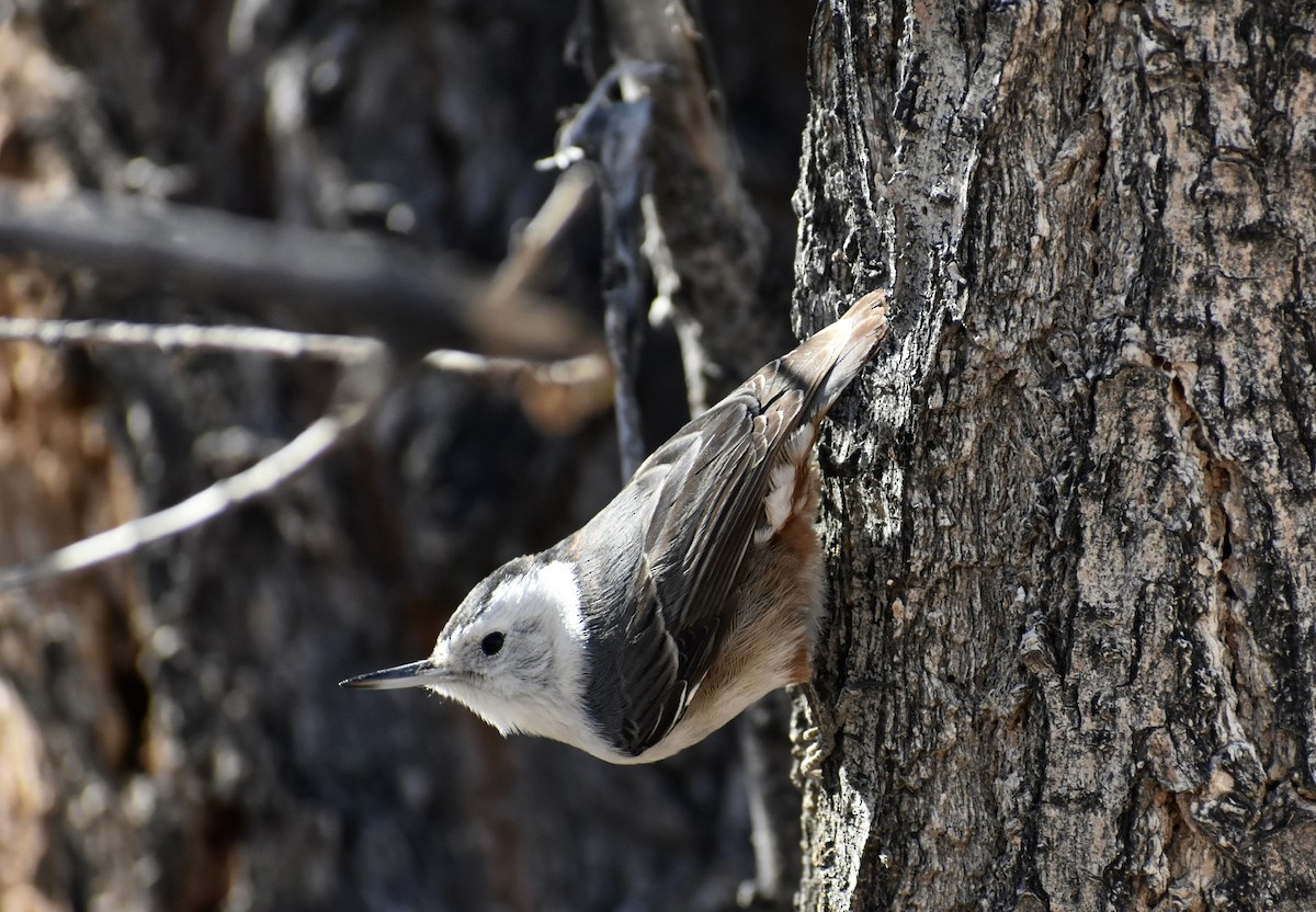 White-breasted Nuthatch - Jack Parlapiano