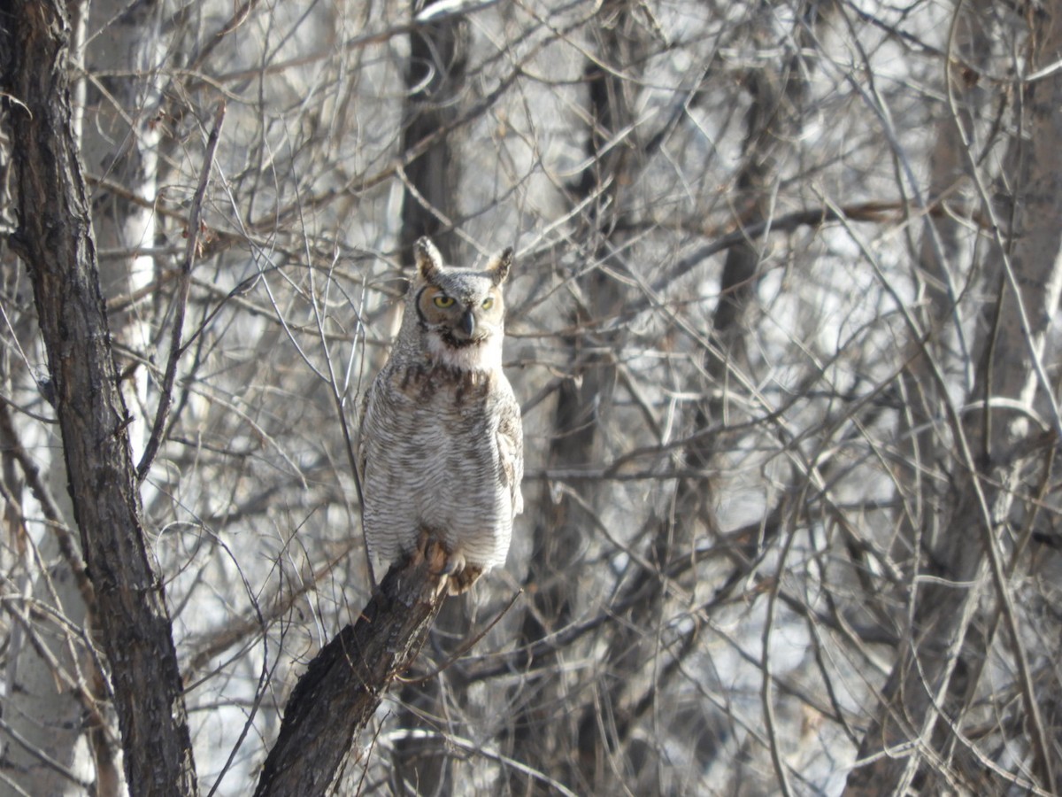Great Horned Owl - ML140952541