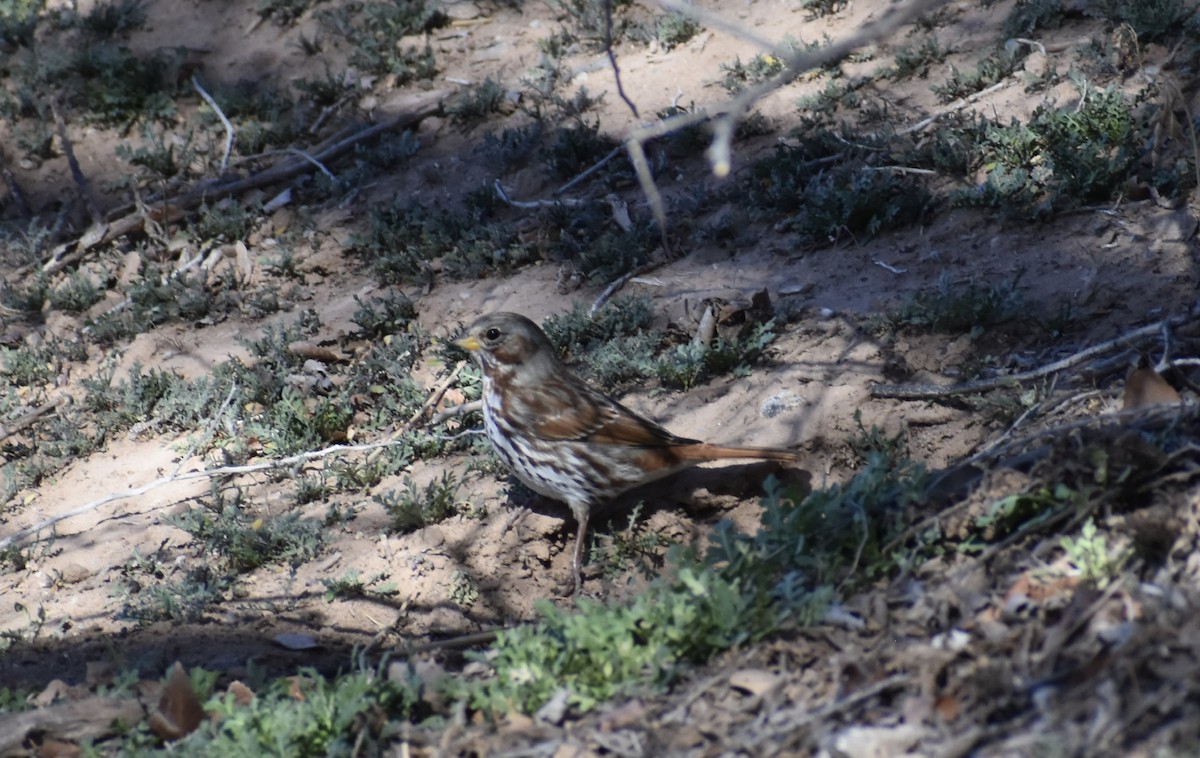 Fox Sparrow (Red) - ML140952631