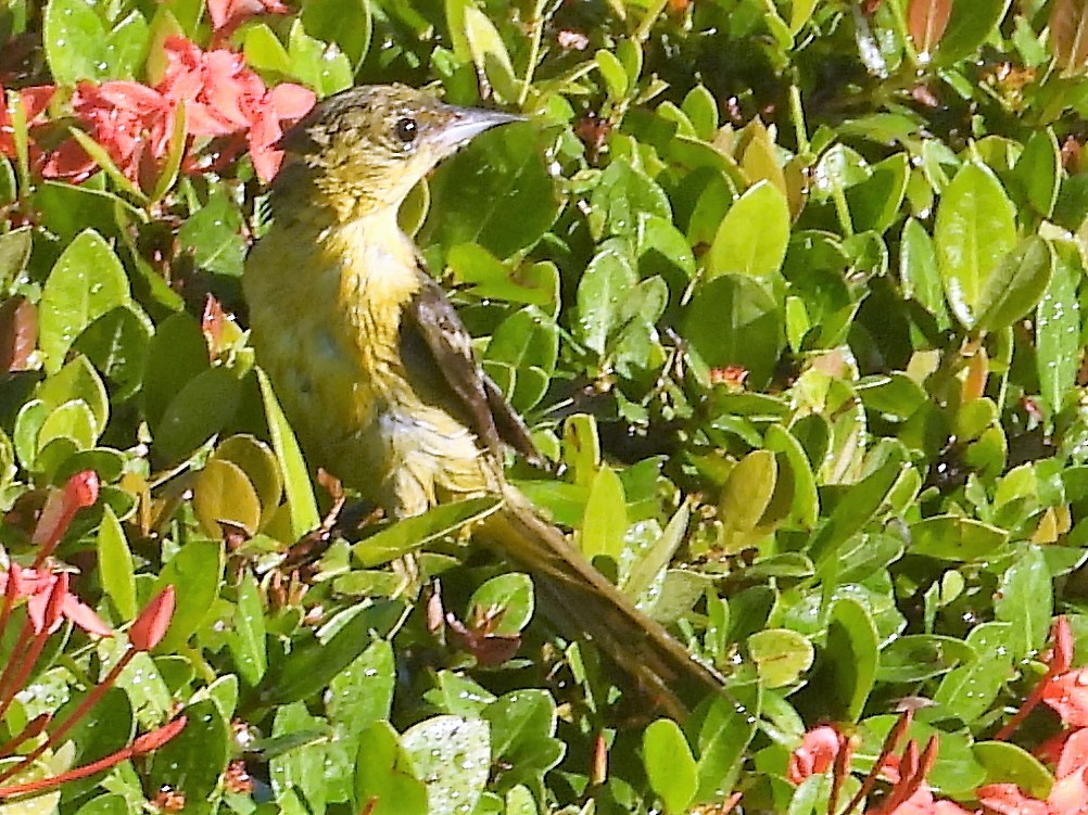 Orchard Oriole - ML140953261