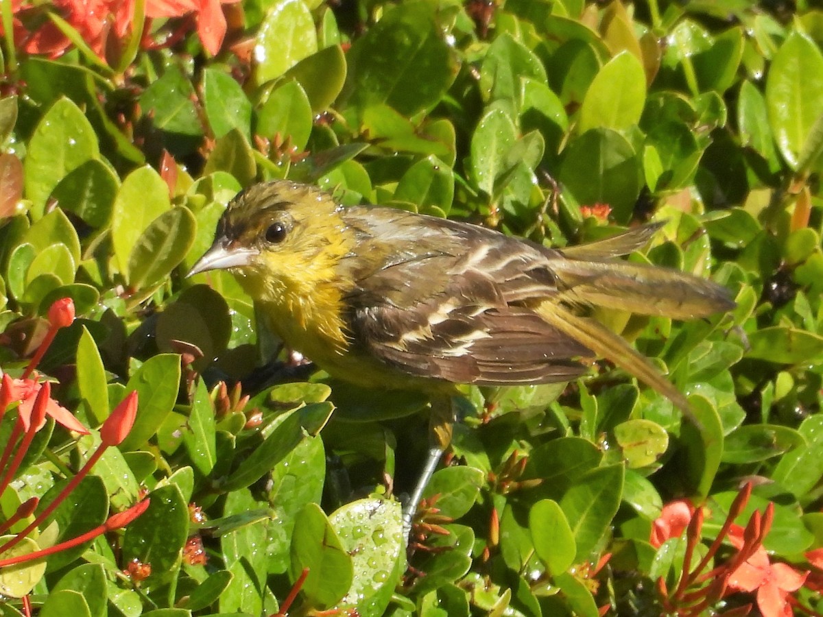 Orchard Oriole - ML140953281