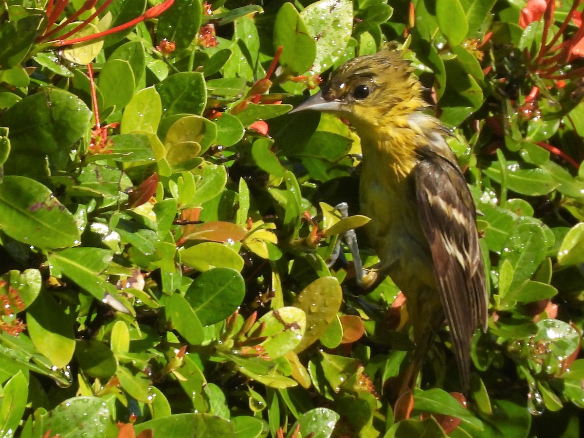 Orchard Oriole - ML140953331