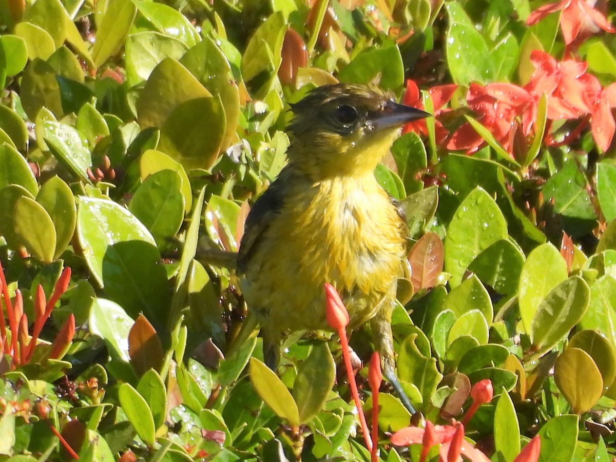 Orchard Oriole - ML140953371