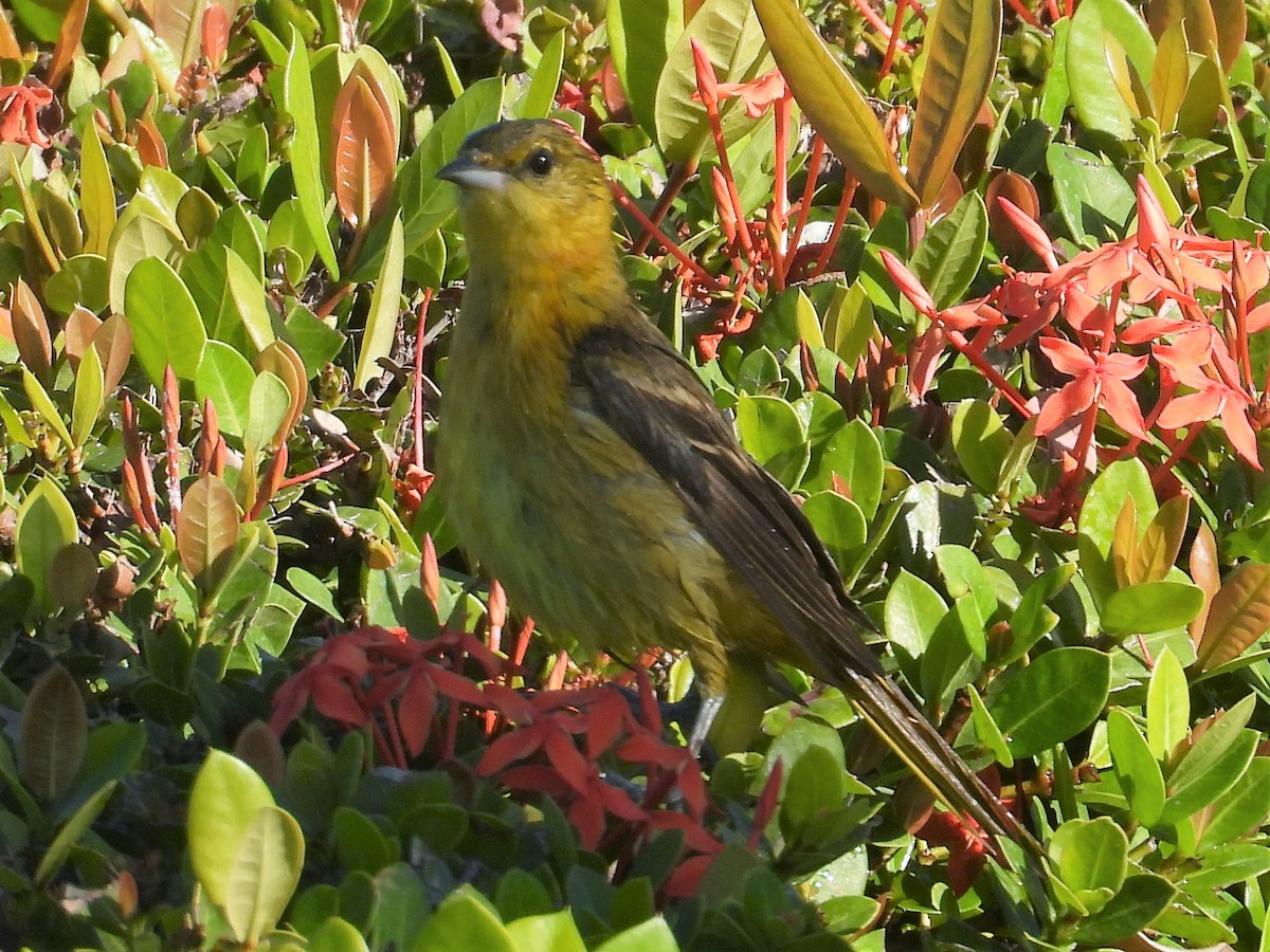 Orchard Oriole - ML140953481
