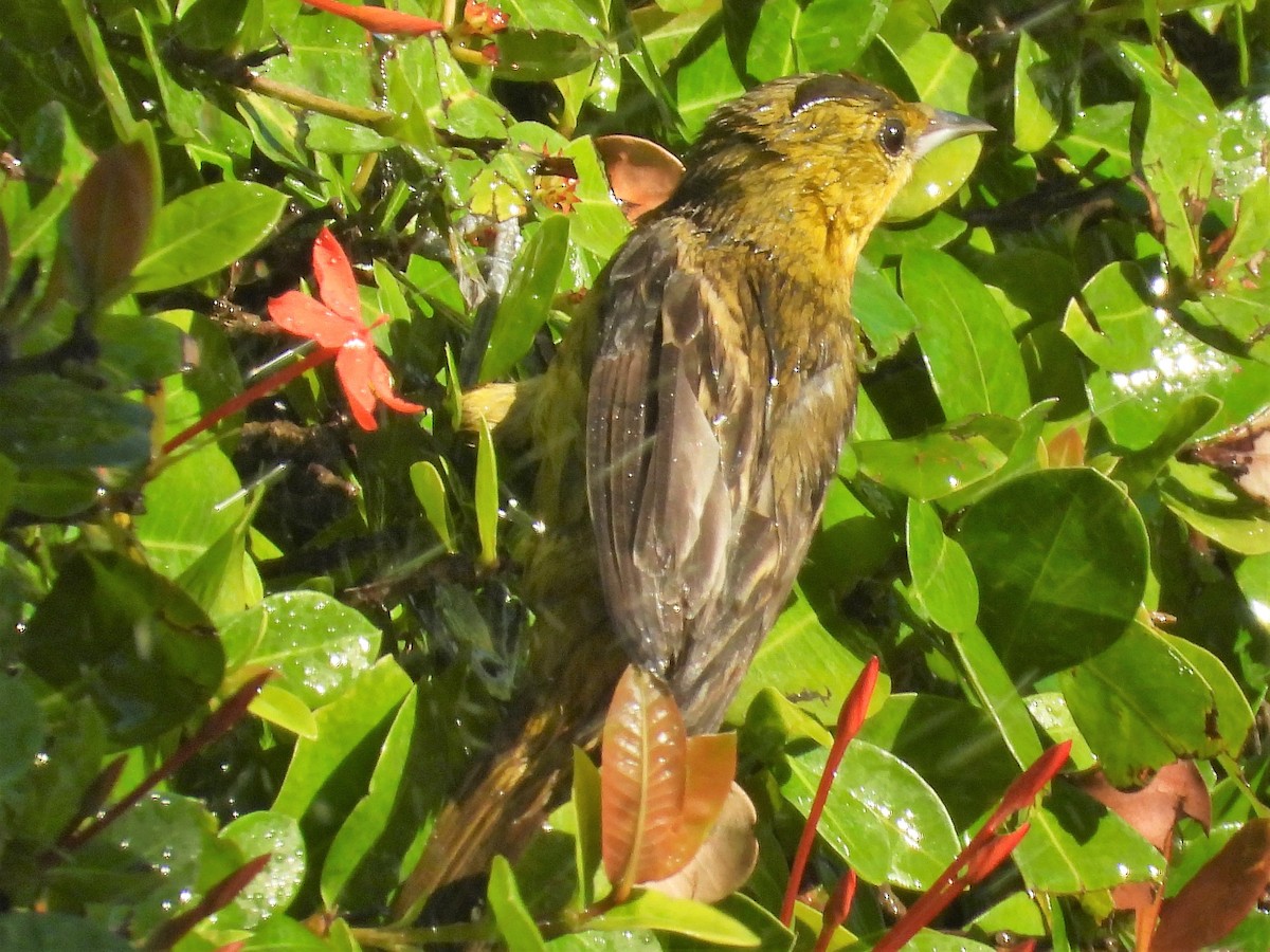 Orchard Oriole - ML140953491