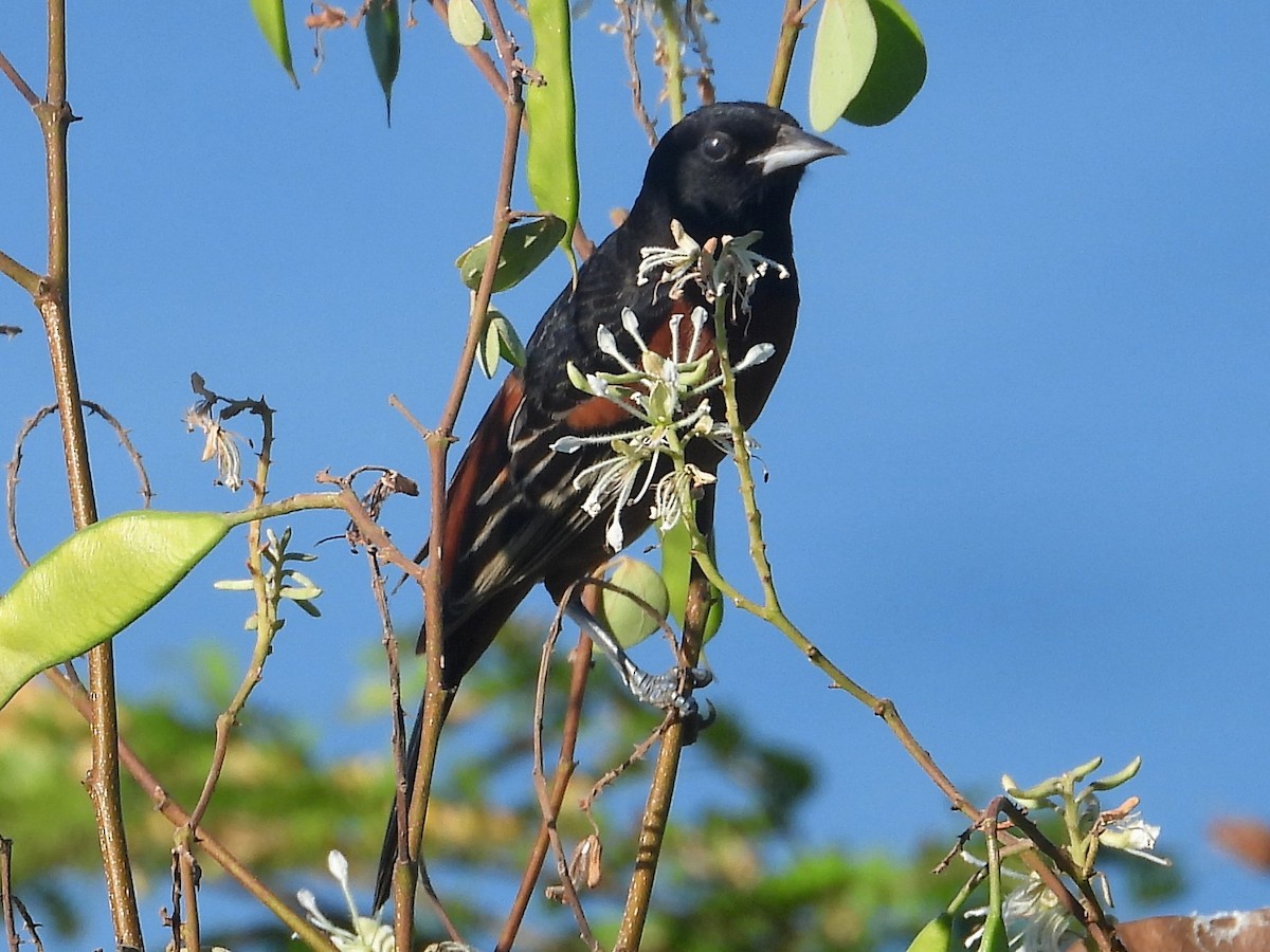 Orchard Oriole - ML140953581
