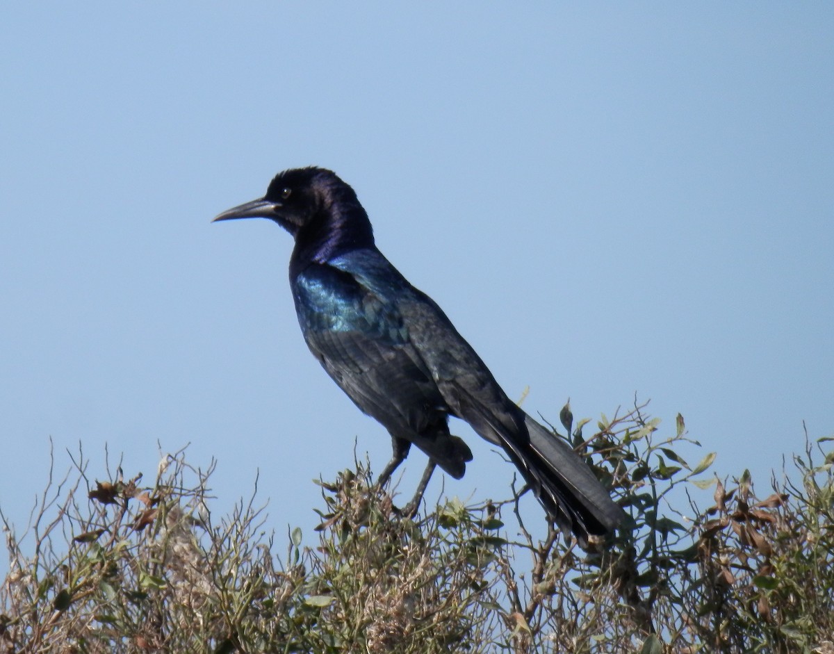 Boat-tailed Grackle - ML140953691