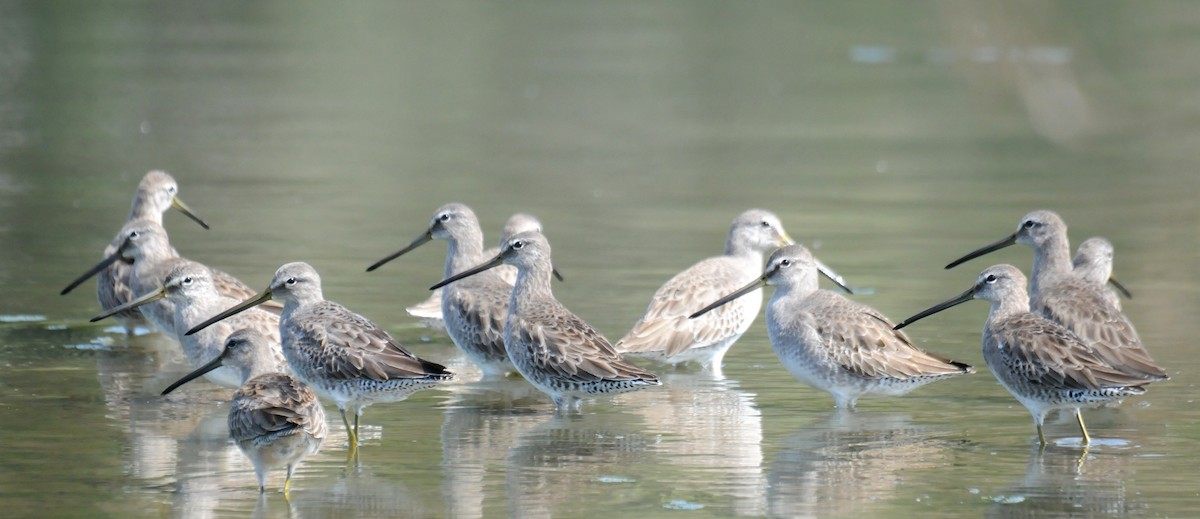 Long-billed Dowitcher - ML140953811