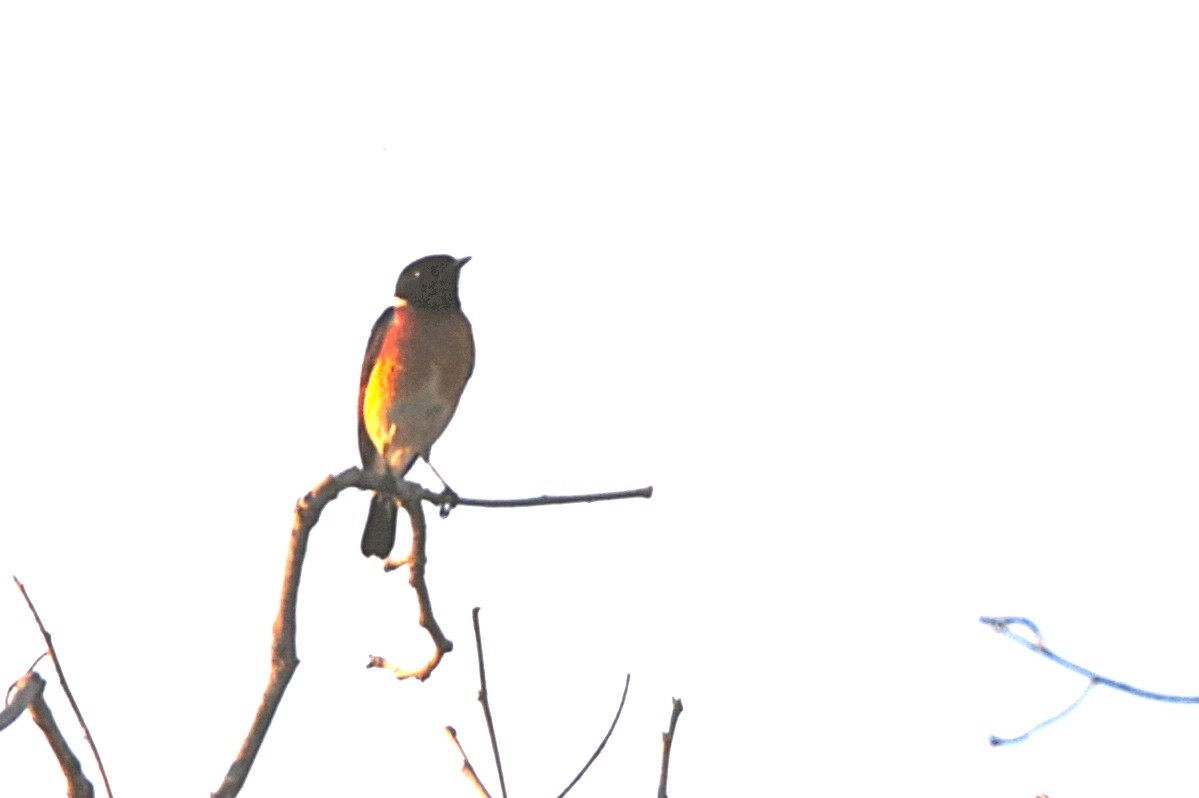 African Stonechat - ML140953851