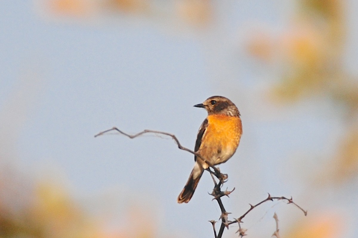 African Stonechat - ML140953871
