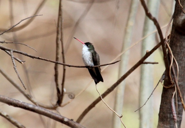 Green-fronted Hummingbird - ML140954731