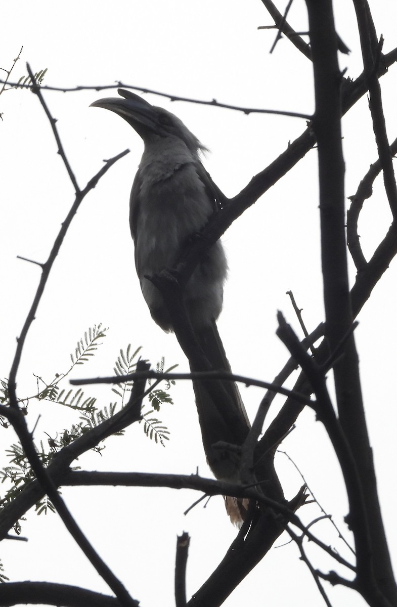 Indian Gray Hornbill - ML140954961