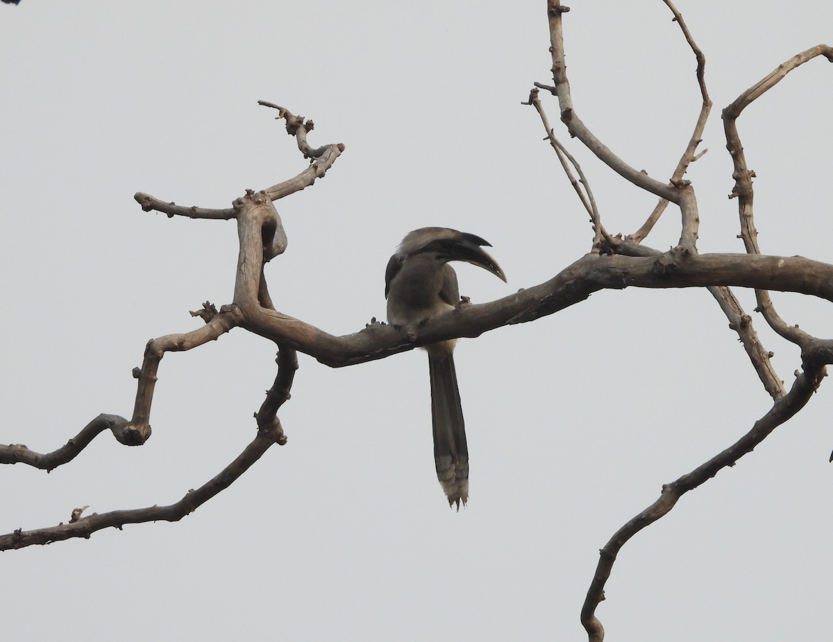 Indian Gray Hornbill - ML140954991