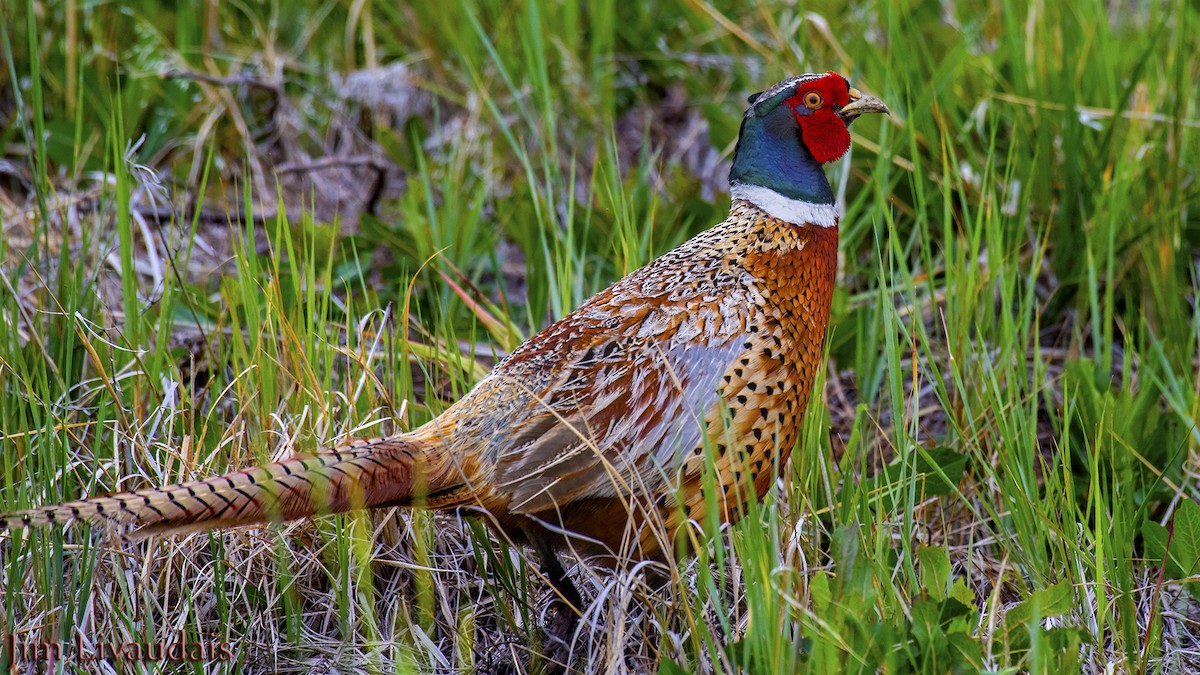 Ring-necked Pheasant - James Livaudais