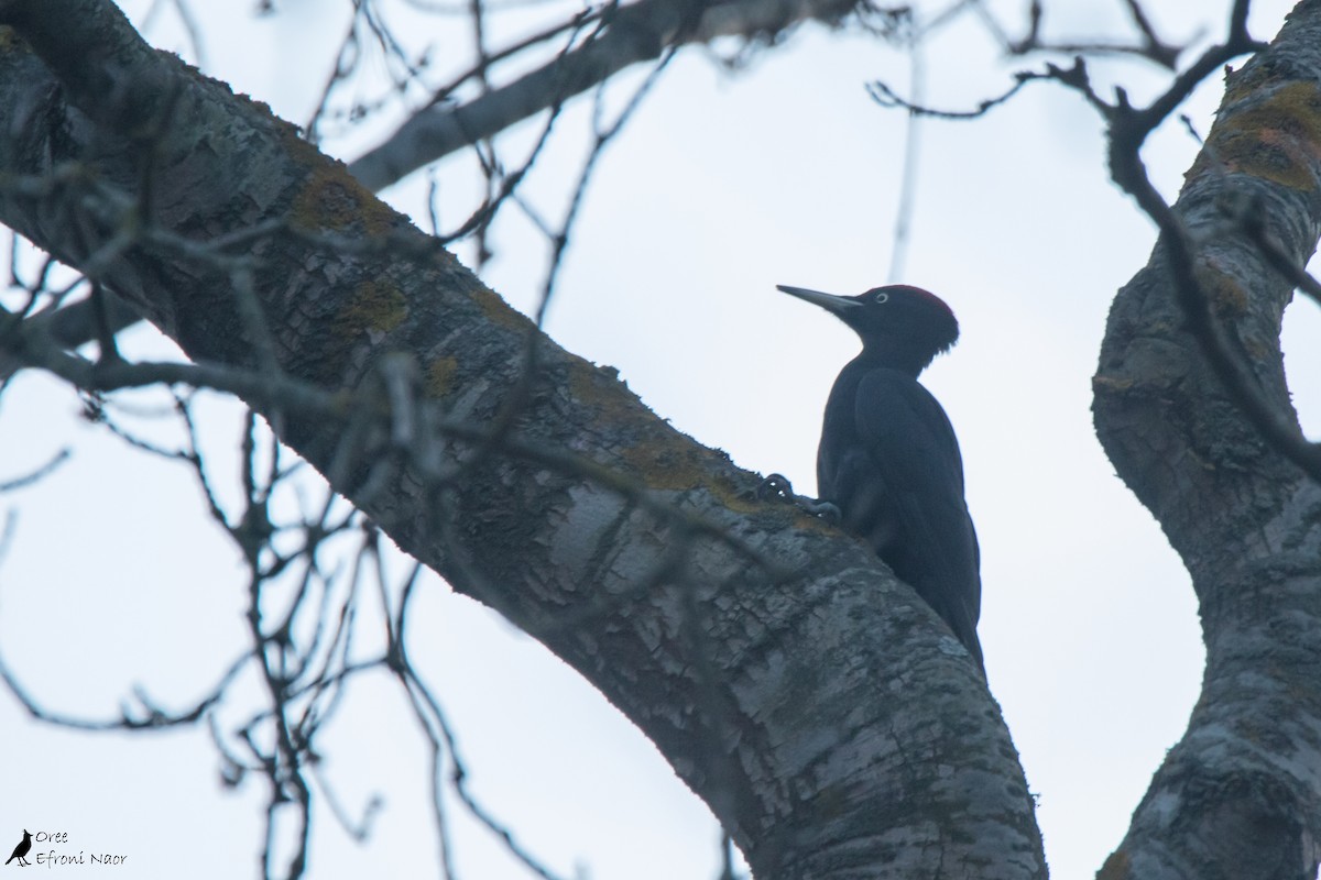 Black Woodpecker - Oree Efroni Naor