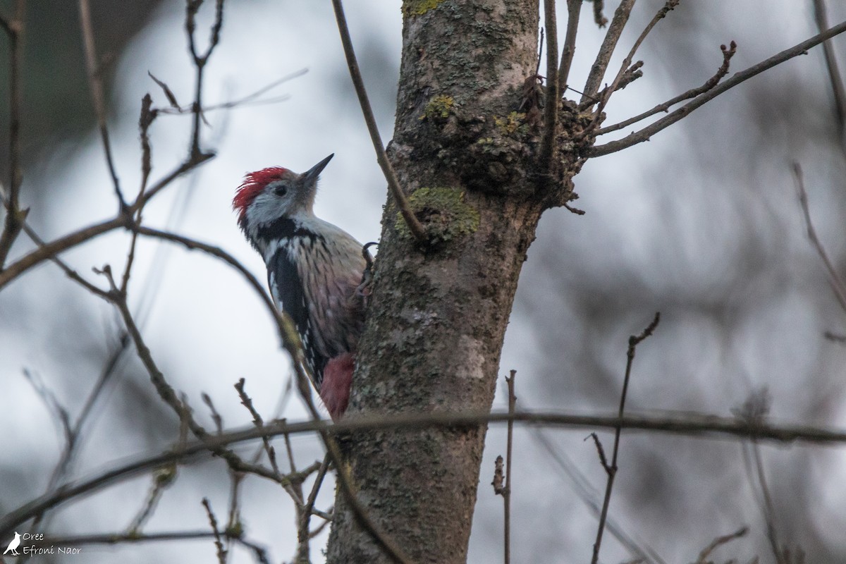 Middle Spotted Woodpecker - Oree Efroni Naor