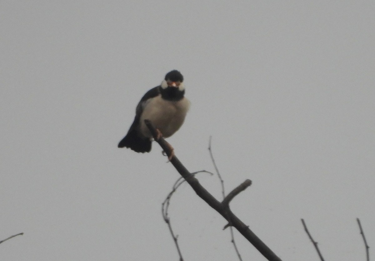 Indian Pied Starling - ML140957731