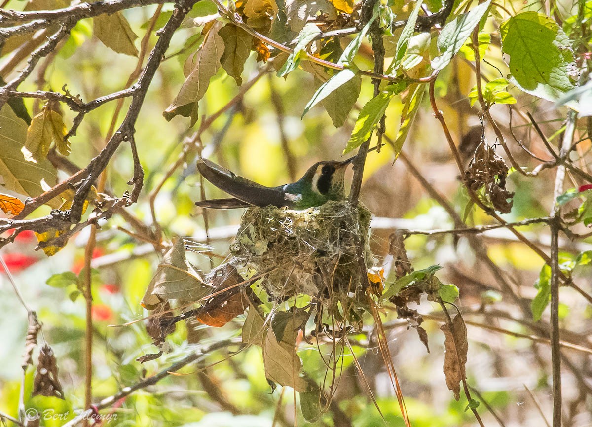 White-eared Hummingbird - ML140957771