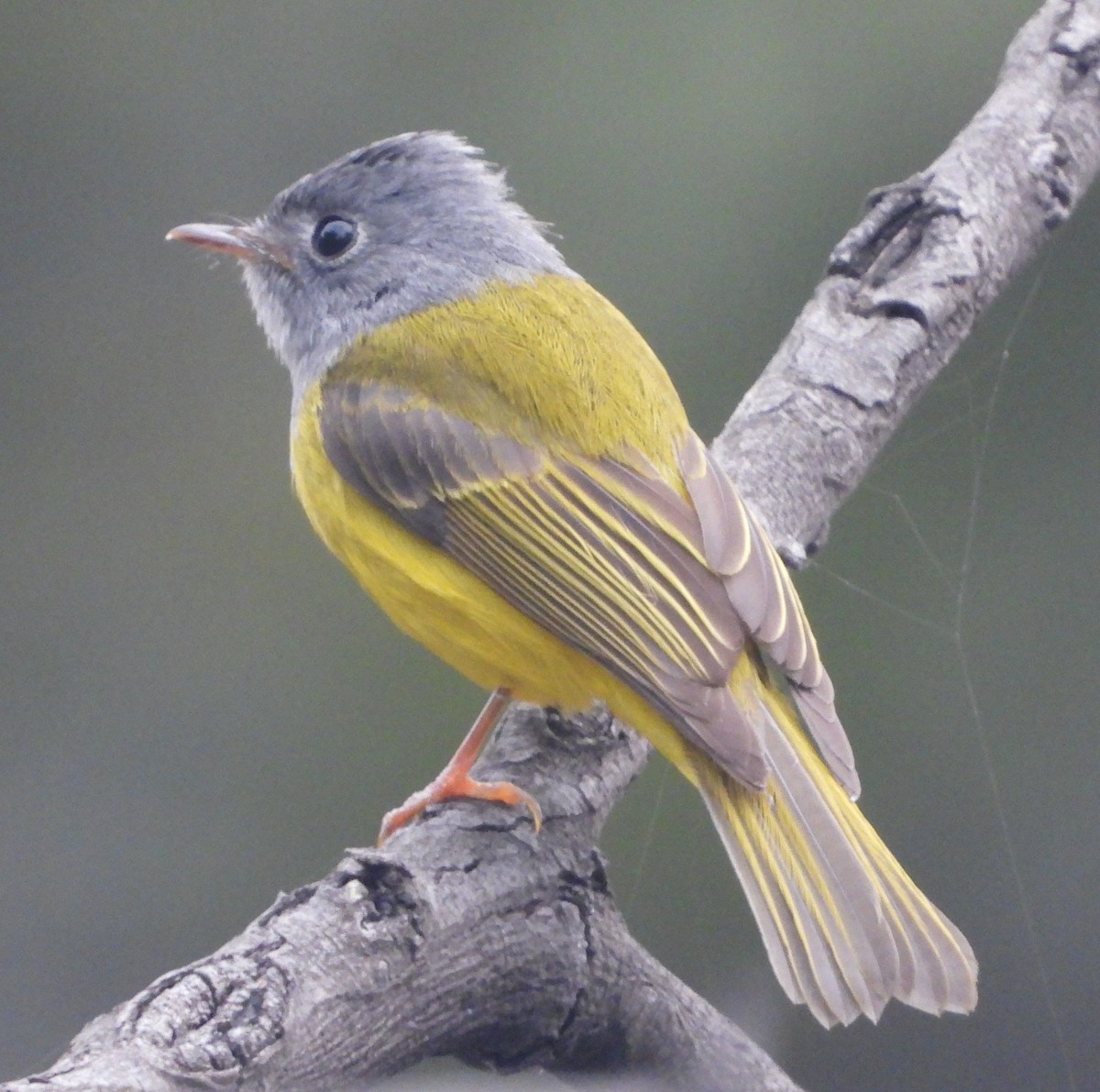 Gray-headed Canary-Flycatcher - ML140958041