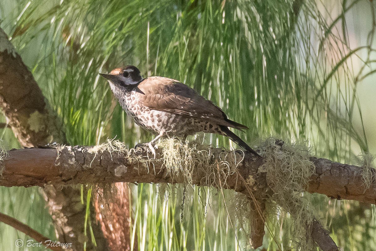 Arizona Woodpecker - Bert Filemyr