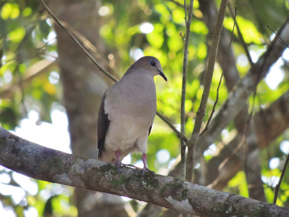 White-tipped Dove - Nathan Mast