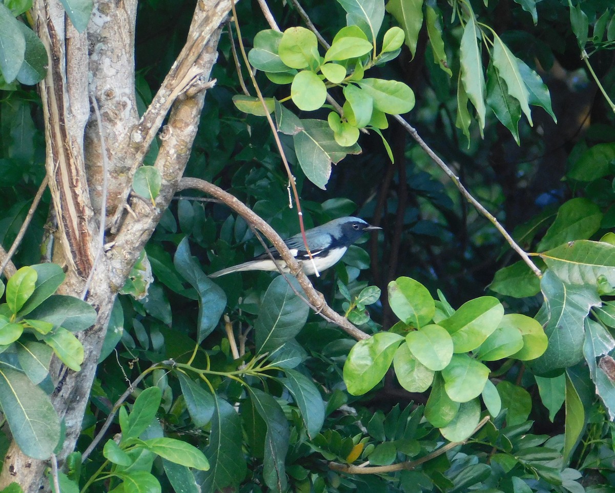 Black-throated Blue Warbler - Devin Johnstone