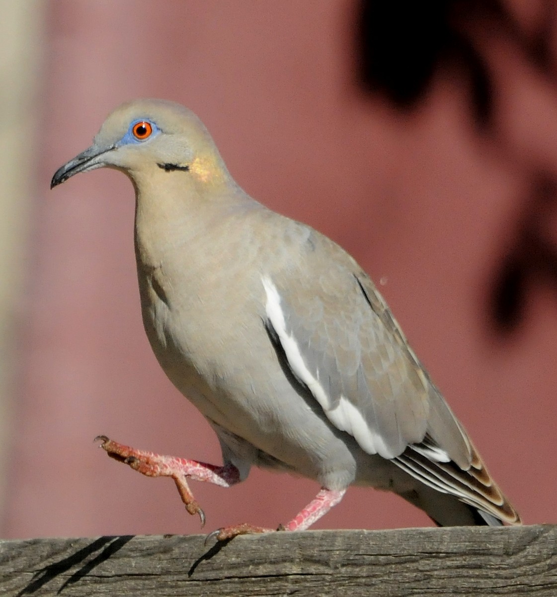 White-winged Dove - ML140959521