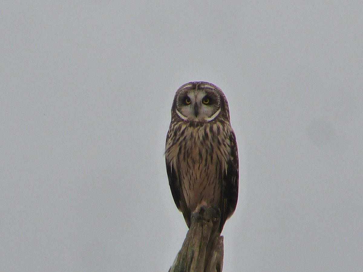 Short-eared Owl - ML140959971
