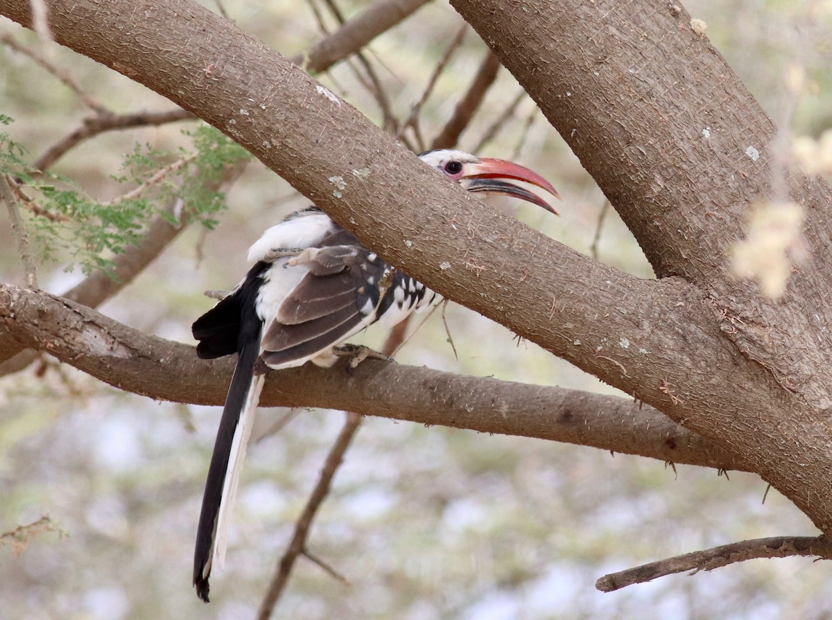 Northern Red-billed Hornbill - Charlie   Nims