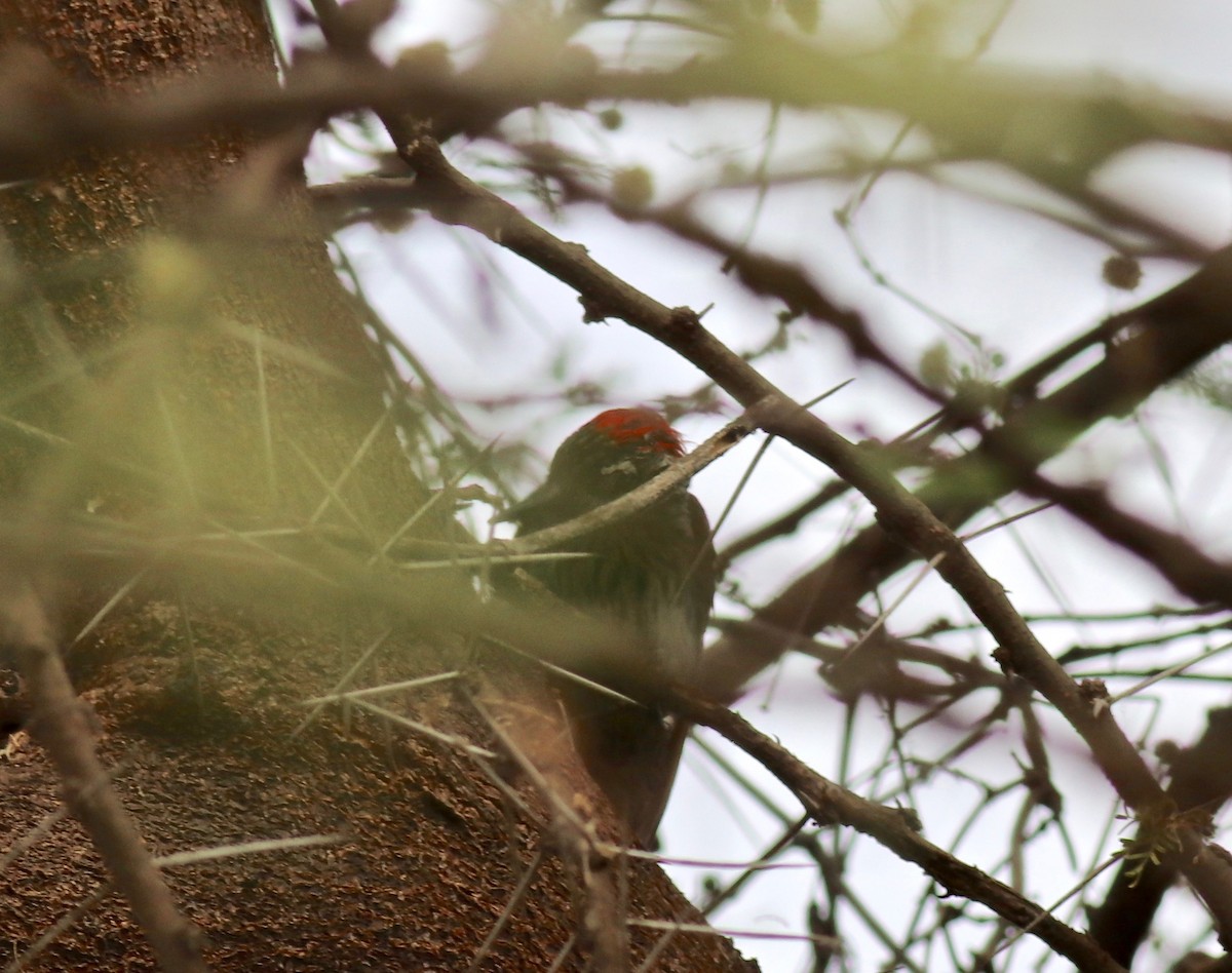 Cardinal Woodpecker - Charlie   Nims