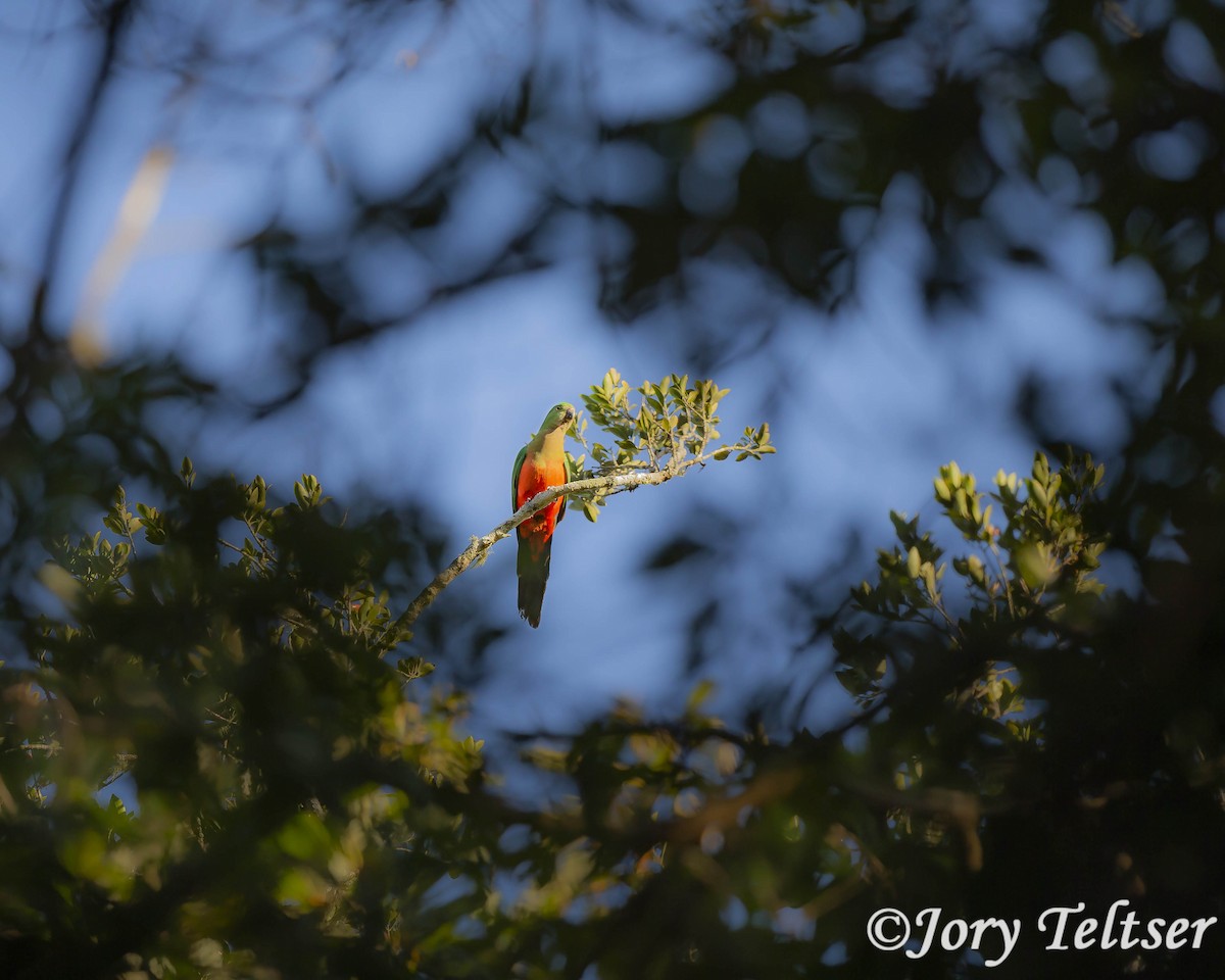 Australian King-Parrot - Jory Teltser