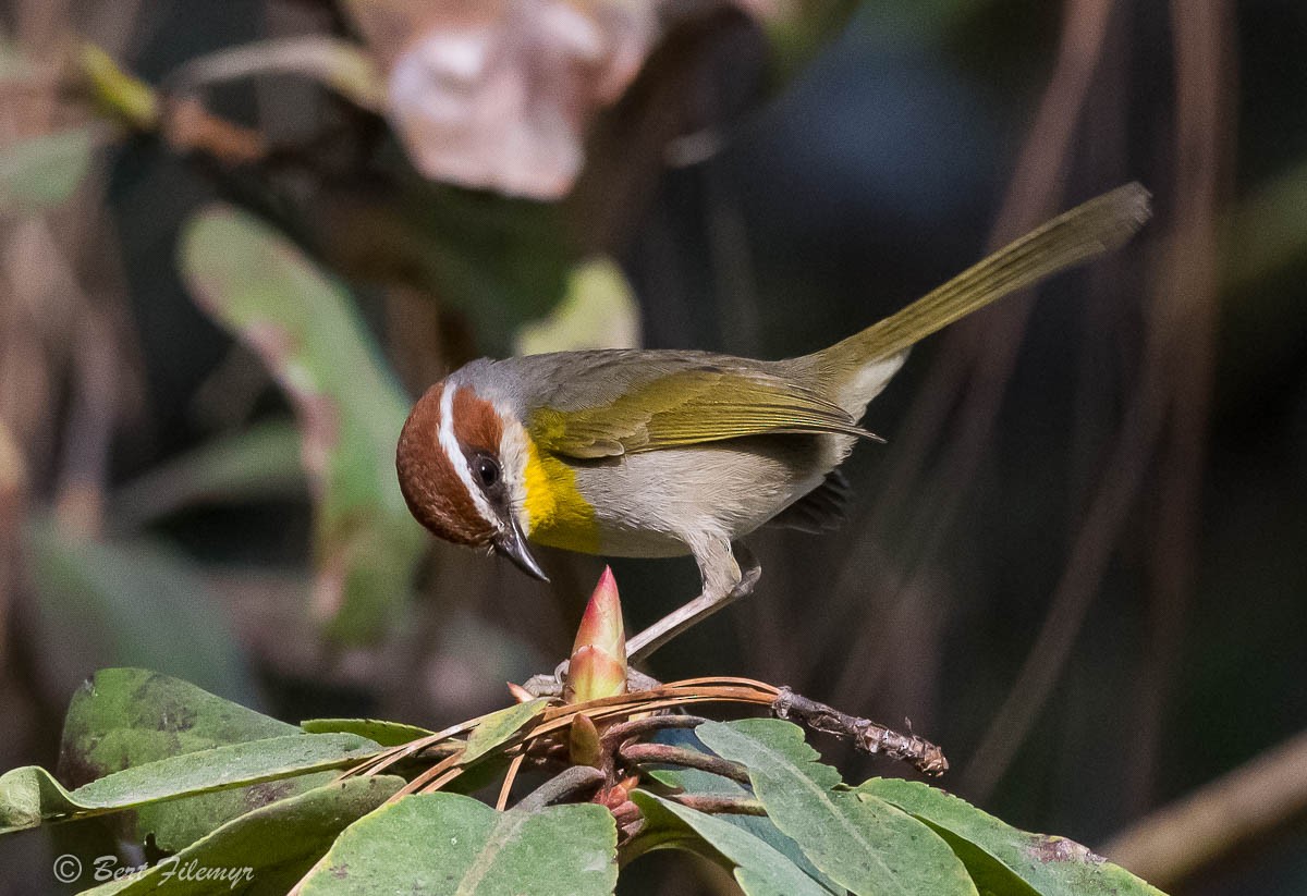 Rufous-capped Warbler - ML140962691
