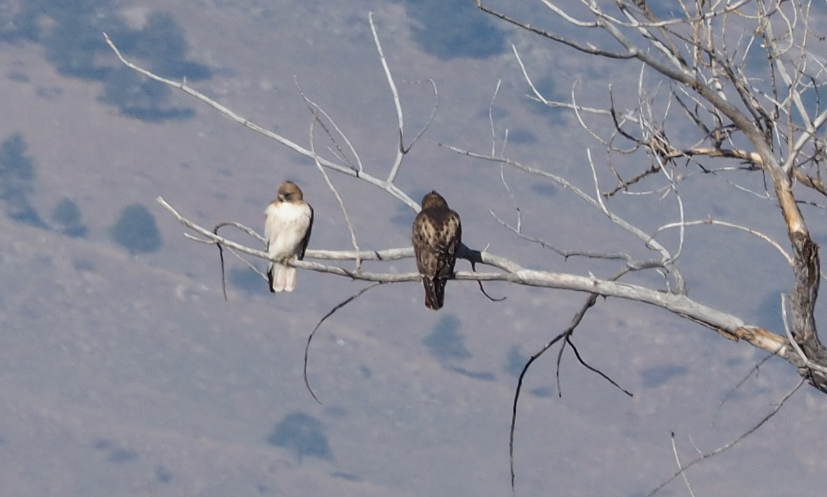 Red-tailed Hawk - ML140964321