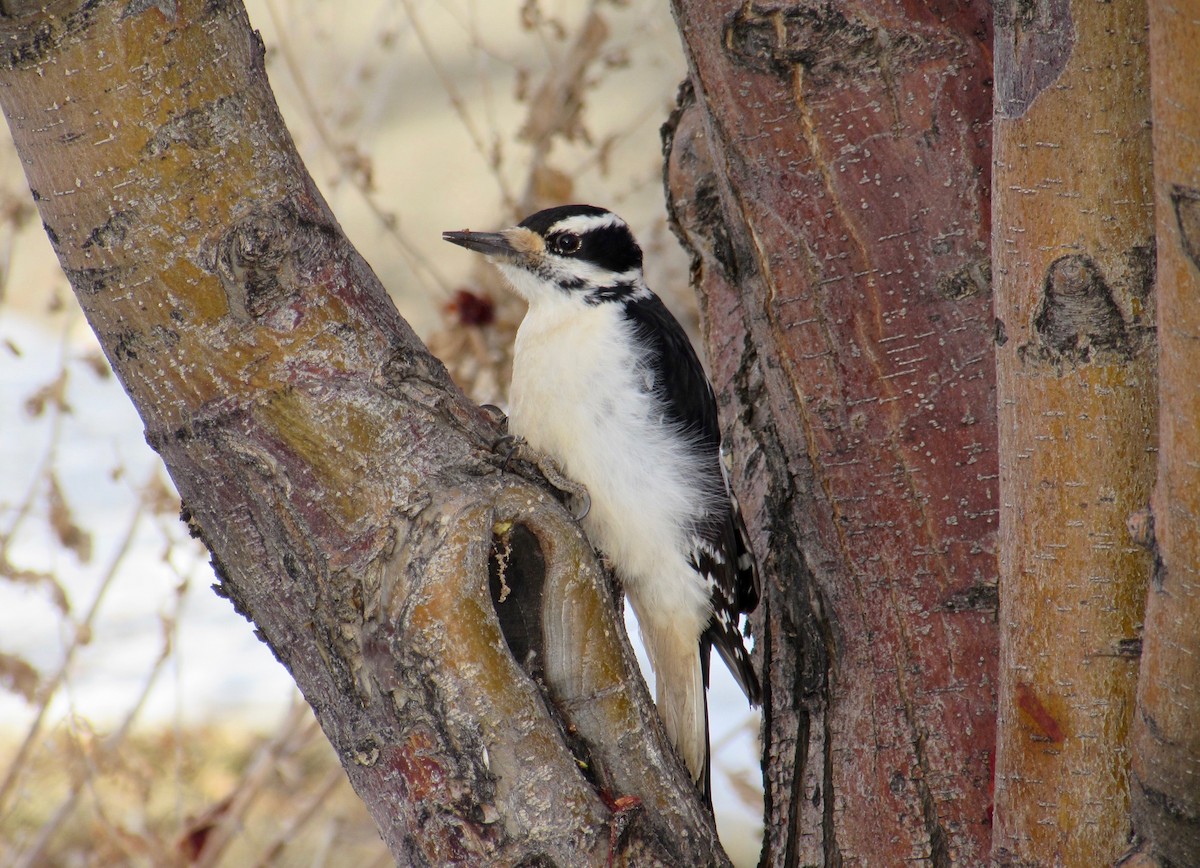 Hairy Woodpecker - Al Zerbe