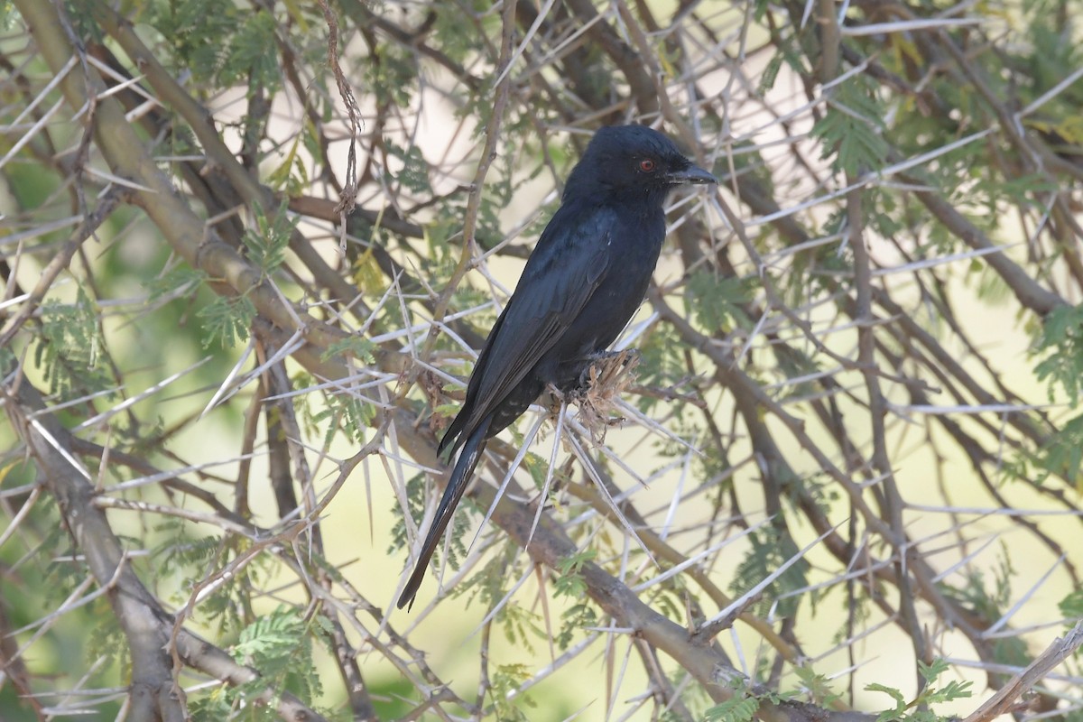 Fork-tailed Drongo - ML140964631