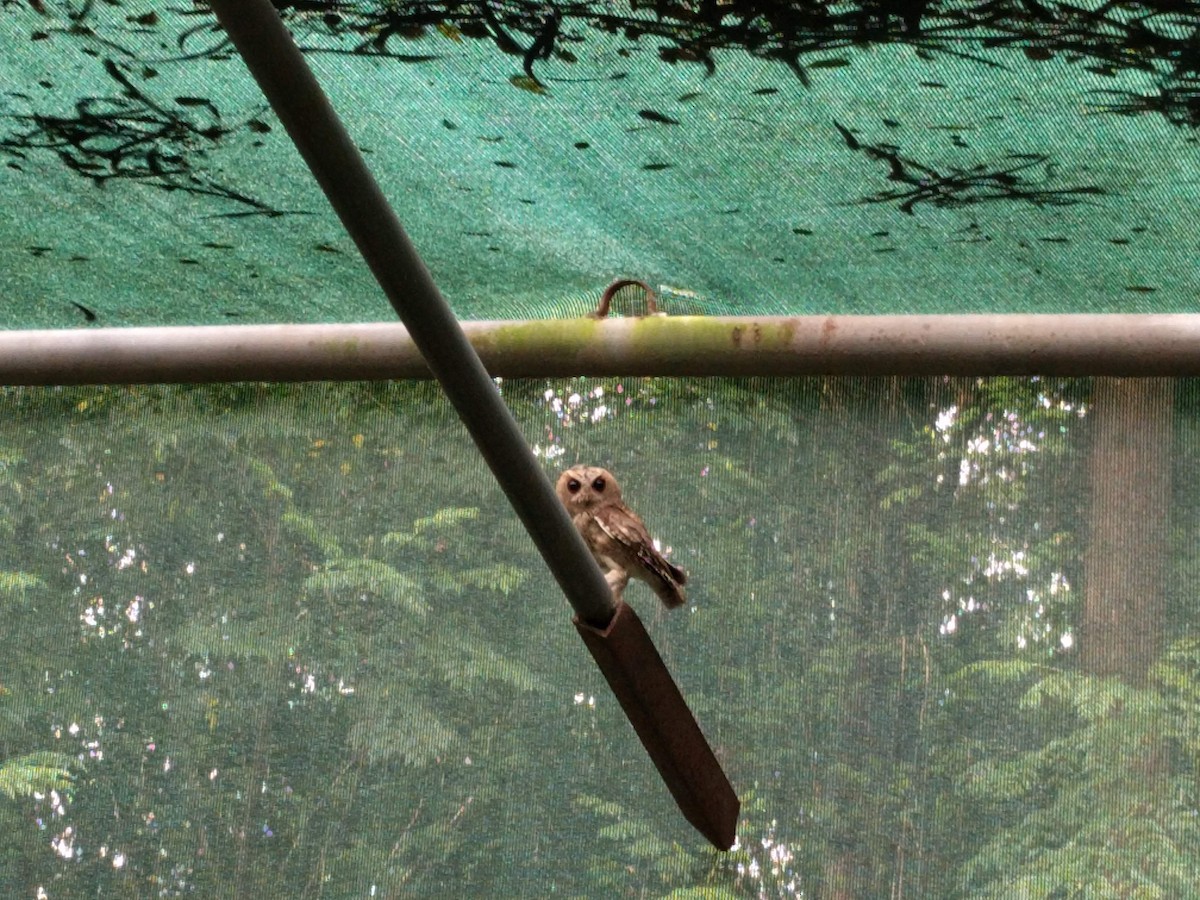 Indian Scops-Owl - Ahamed Raza