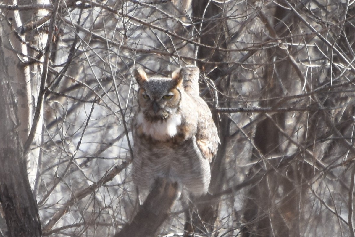Great Horned Owl - ML140965201