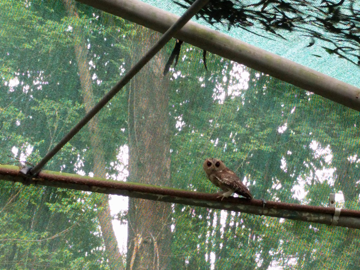 Indian Scops-Owl - Ahamed Raza