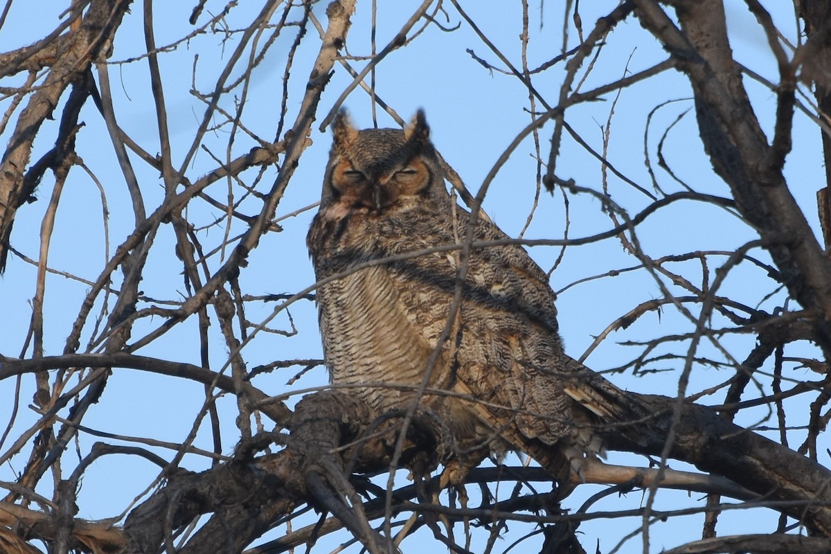 Great Horned Owl - ML140965641