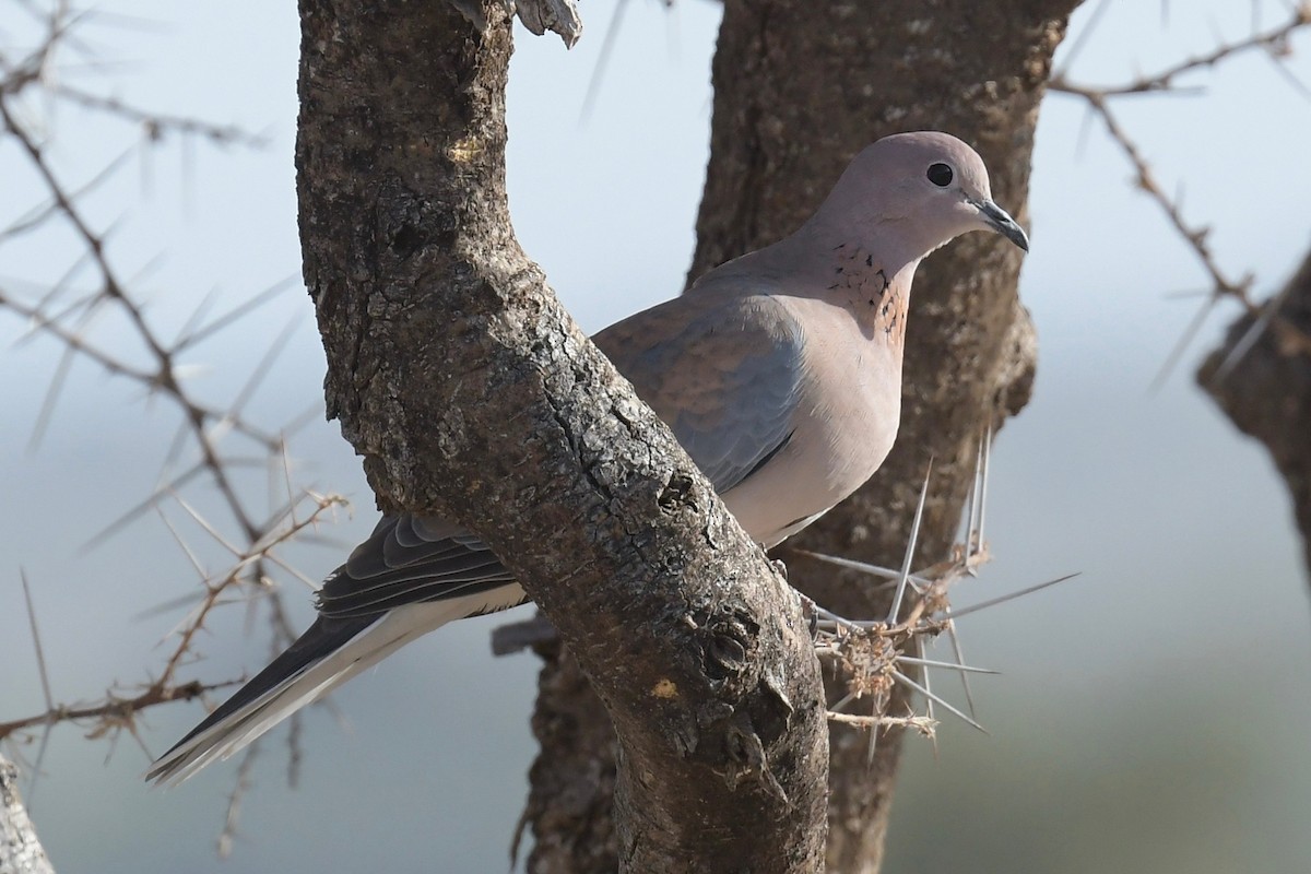 Laughing Dove - ML140966121