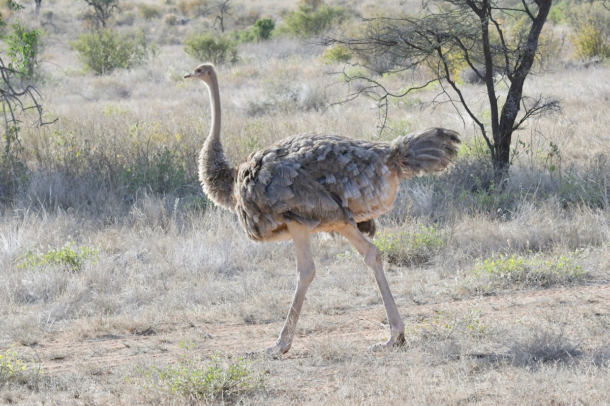 Somali Ostrich - ML140966221