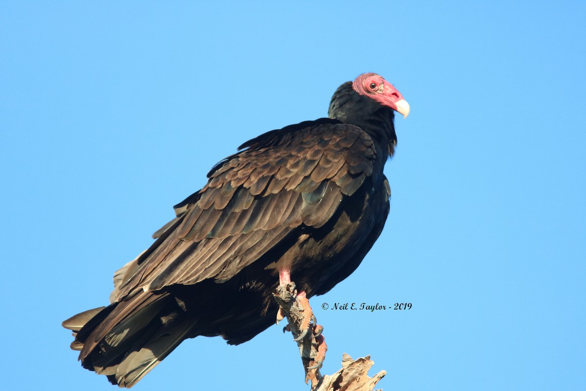 Turkey Vulture - Neil E. Taylor