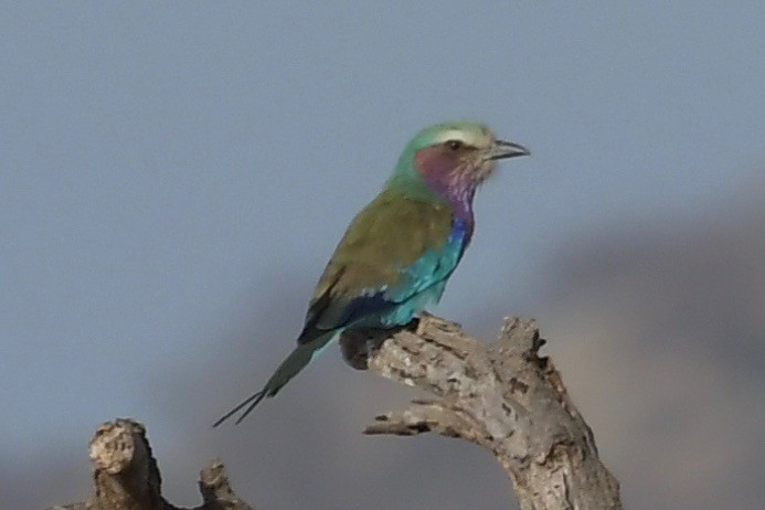 Lilac-breasted Roller - ML140966611