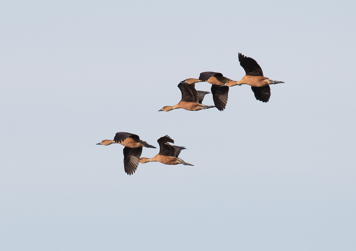 Fulvous Whistling-Duck - ML140967101