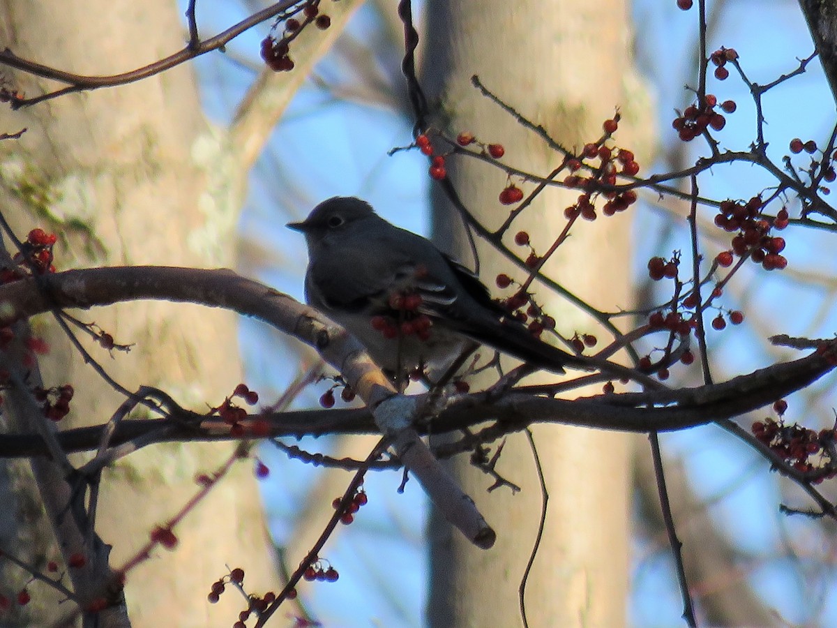 Townsend's Solitaire - ML140967131