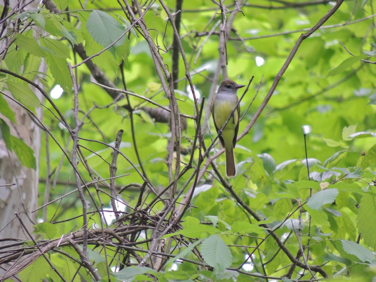 Great Crested Flycatcher - ML140967251
