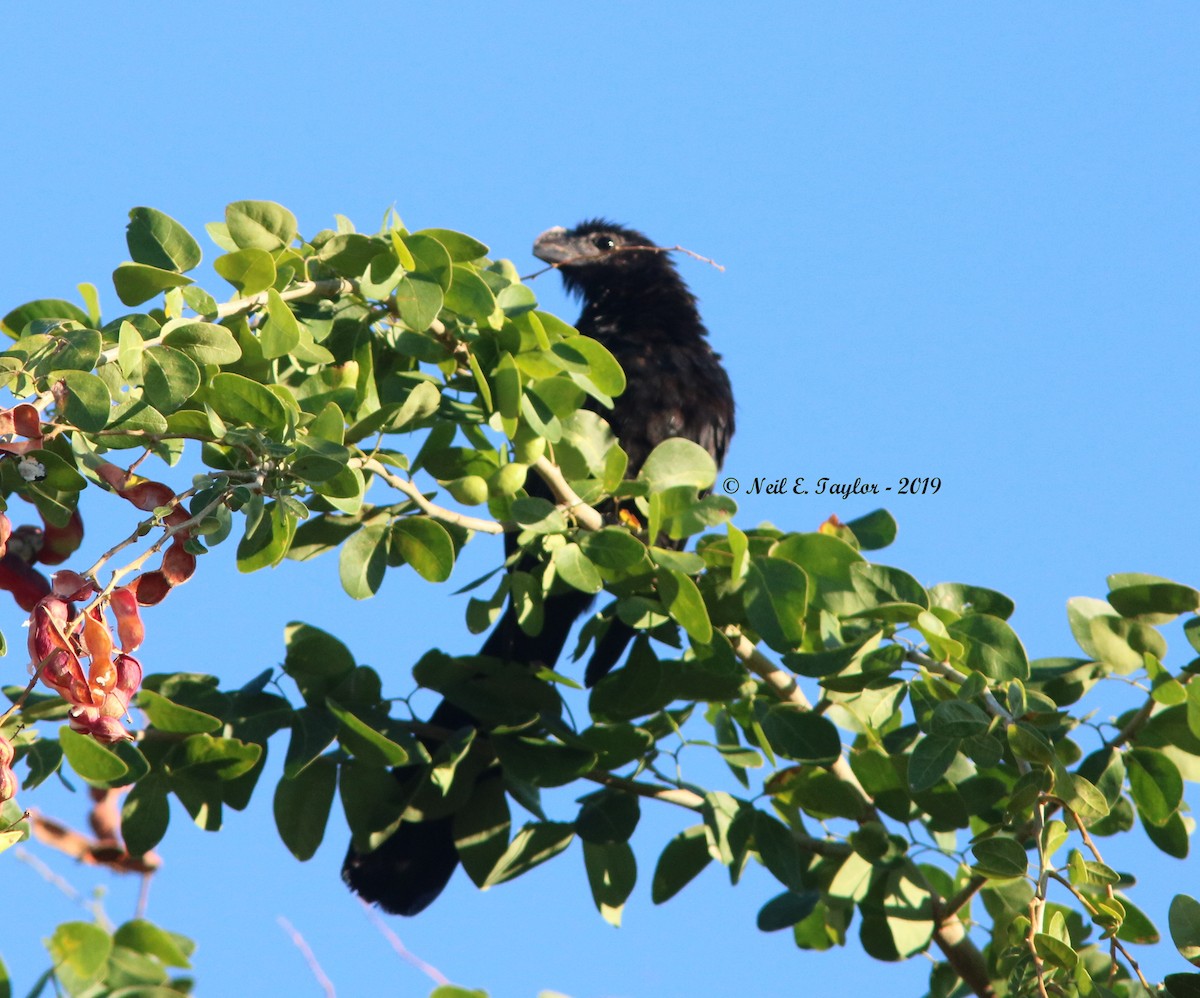 Smooth-billed Ani - Neil E. Taylor